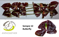Anthurium Sempre 13cm Hd