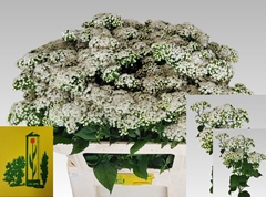 Eupatorium Rugosum Lucky Moments 70cm