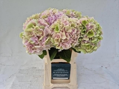 Hydrangea Verena Classic 60cm 16-18cm Hd