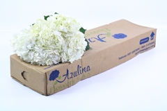 Hydrangea White 60cm 18cm Hd