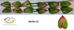 Anthurium Barika 13cm Hd