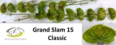 Anthurium Grand Slam 7cm Hd