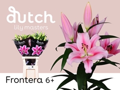 Lily Oriental Frontera 105cm 6+