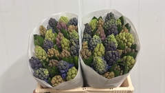 Hyacinthus Mix 5 Colours 30cm 30-buds