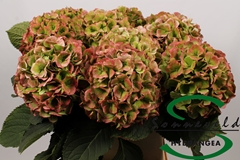 Hydrangea Verena Classic 90cm 17-19cm Hd