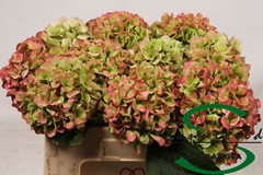 Hydrangea Verena Classic 50cm 11-13cm Hd