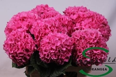 Hydrangea Glowing Alps 60cm 13-15cm Hd