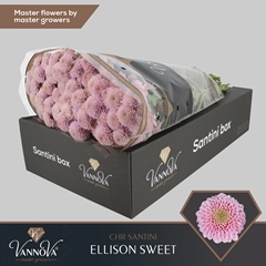 Chrysanth Santini Ellison Sweet 55cm 44gr.