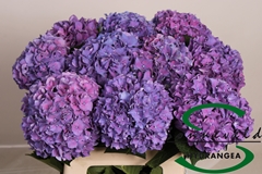 Hydrangea Rodeo Purple 60cm 8-10cm Hd
