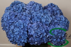 Hydrangea Pimpernel 75cm 15-17cm Hd