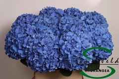 Hydrangea Pimpernel 80cm 16-18cm Hd