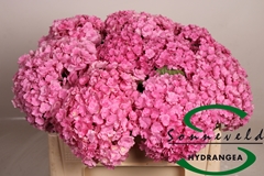 Hydrangea Beautensia Luxor Pink 50cm 13-15cm Hd