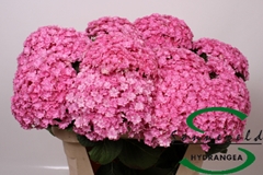 Hydrangea Beautensia Luxor Pink 75cm 16-18cm Hd