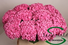 Hydrangea Beautensia Luxor Pink 80cm 17-19cm Hd