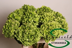 Hydrangea Verena Classic 60cm 8-10cm Hd