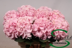 Hydrangea Lolly Pop Pink 75cm 14-16cm Hd