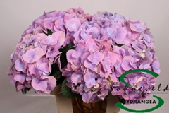 Hydrangea Cassanova 60cm 14-16cm Hd