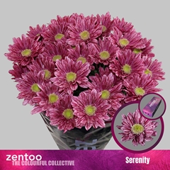 Chrysanth Spray Serenity 70cm 70gr.
