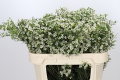 Chamelaucium Ofir 70cm 65gr.
