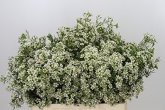 Chamelaucium Ofir 55cm 20gr.