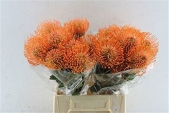 Leucospermum Ayoba Mandarin Zest 45cm