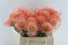 Leucospermum Ayoba Pink 40cm