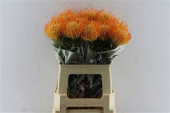 Leucospermum Ayoba Sun 60cm