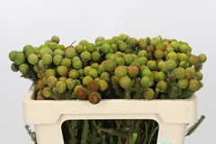 Berzelia Galpinii 50cm