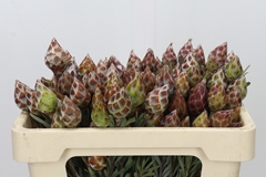 Leucadendron Rubrum 50cm