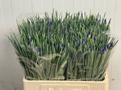 Iris Blue Magic 58cm 28gr.
