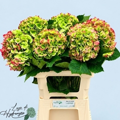 Hydrangea Verena Classic 60cm 18-20cm Hd
