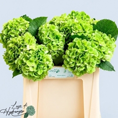 Hydrangea Verena Classic 50cm 14-16cm Hd