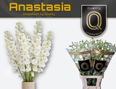 Delphinium Double Dewi Anastasia 70cm