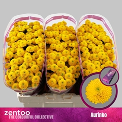 Chrysanth Santini Aurinko 55cm 40gr.