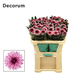 Chrysanth Single Pip 70cm 105gr.