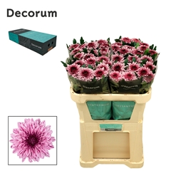 Chrysanth Single Pip 70cm 105gr.