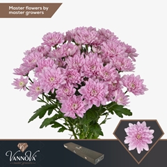 Chrysanth Spray Baltica Pink 70cm 85gr.