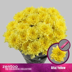 Chrysanth Spray Altaj Yellow 70cm 100gr.