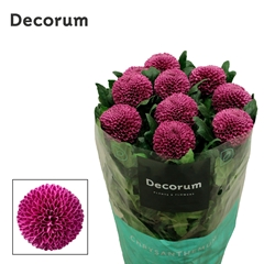 Chrysanth Single Roxo 70cm 85gr.
