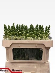 Antirrhinum Avignon White 75cm