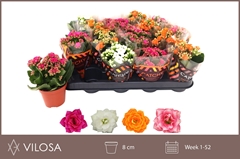 Kalanchoe Double Mix 8Ø 15cm