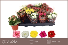Kalanchoe Double Mix 8Ø 15cm