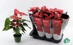 Anthurium Michigan 14Ø 50cm