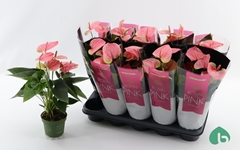 Anthurium Sweet Dream 12Ø 42cm