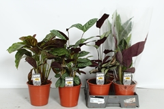 Calathea Mixed 5 Varietys 19Ø 55cm