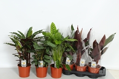 Calathea Mixed 4 Varietys 17Ø 50cm