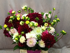 Dahlia Mix Per Bunch 50cm