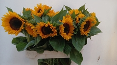 Helianthus Sunrich Orange 75cm