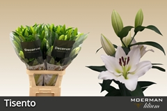 Lily Oriental Tisento 100cm 5+