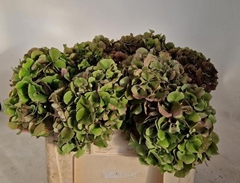 Hydrangea Sibilla Classic Red 50cm 16-18cm Hd